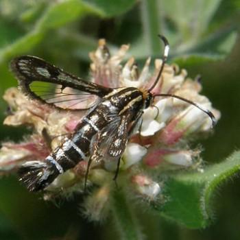 Pyropteron hispanica
