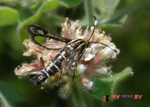 Pyropteron hispanica