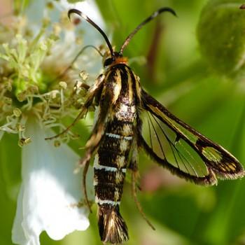 Pyropteron triannuliformis