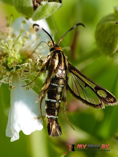 Pyropteron triannuliformis