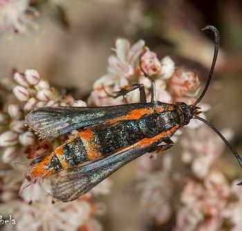 Synanthedon polygoni