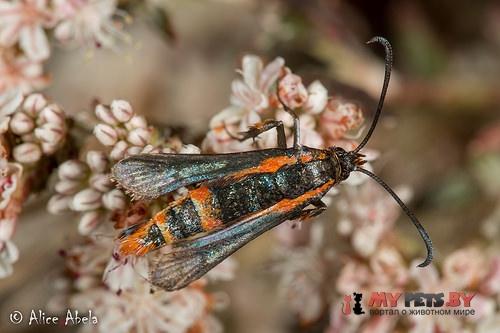 Synanthedon polygoni
