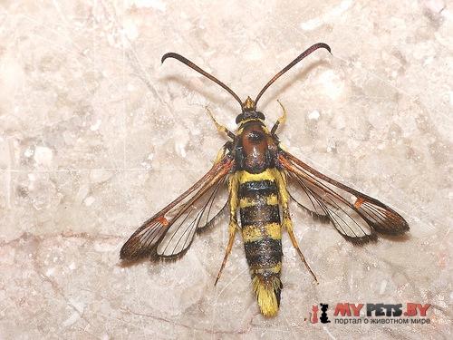 Synanthedon theryi