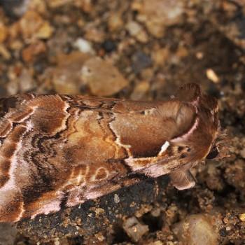 Habrosyne dieckmanni