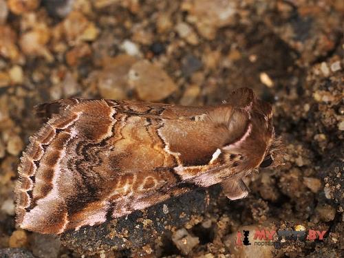 Habrosyne dieckmanni