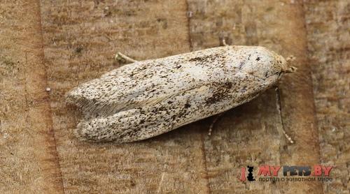 Blastobasis lacticolella