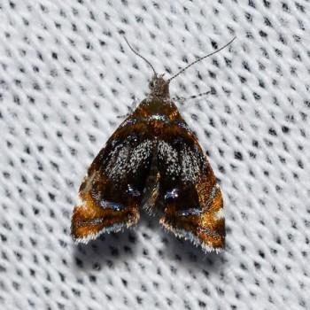 Prochoreutis inflatella