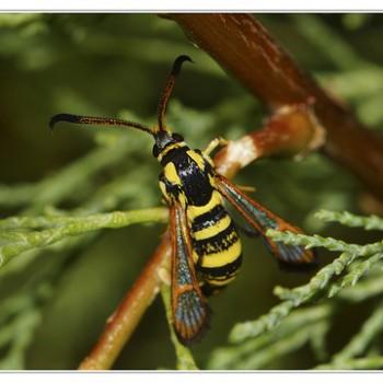 Bembecia scopigera