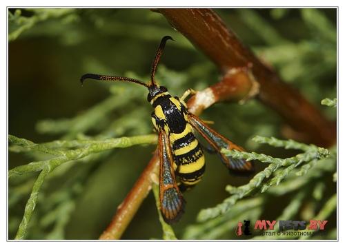 Bembecia scopigera