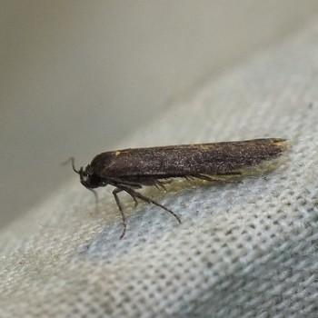Blastobasis maroccanella