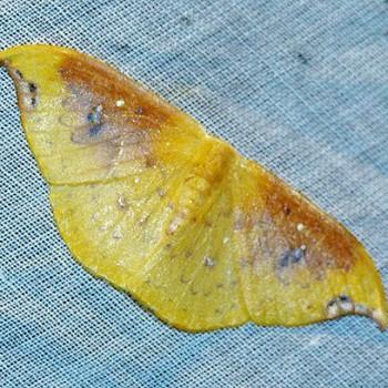 Tridrepana lunulata