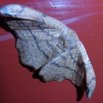 Oreta turpis