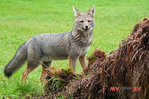 South American gray fox