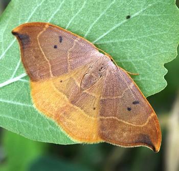 Watsonalla binaria