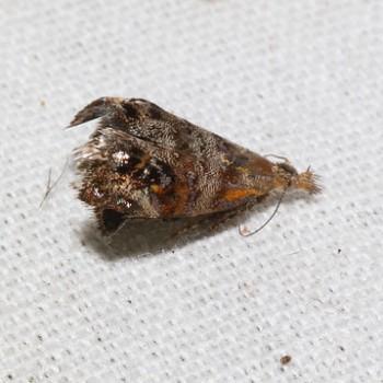 Tebenna carduiella