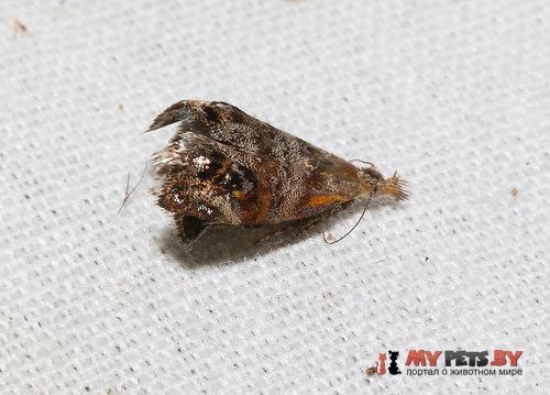 Tebenna carduiella