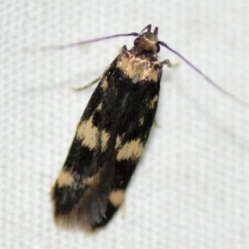 Oegoconia novimundi