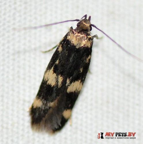 Oegoconia novimundi