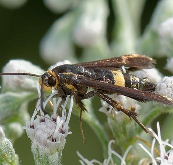 Carmenta pyralidiformis