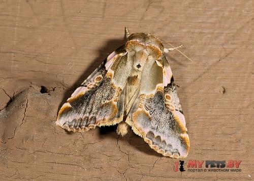 Habrosyne gloriosa
