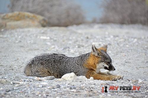 Island fox