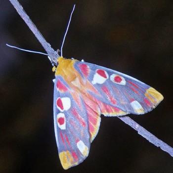 Hypsidia erythropsalis