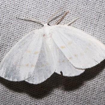Eudeilinia luteifera