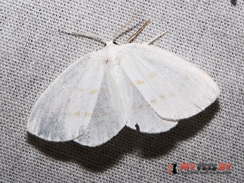 Eudeilinia luteifera