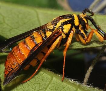 Paranthrene simulans
