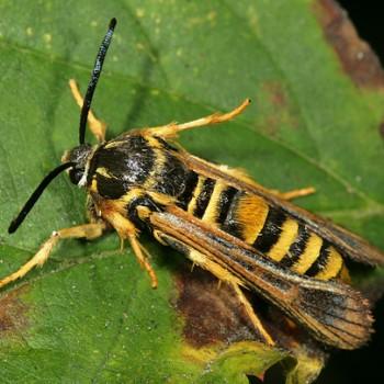 Pennisetia marginata