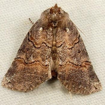 Ceranemota albertae