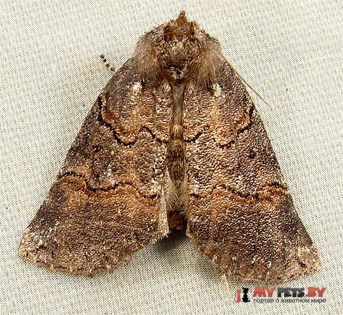 Ceranemota albertae
