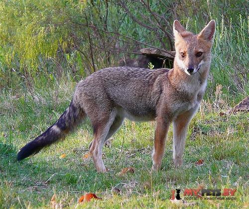 Lycalopex gymnocercus