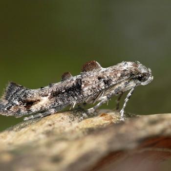 Epermenia chaerophyllella