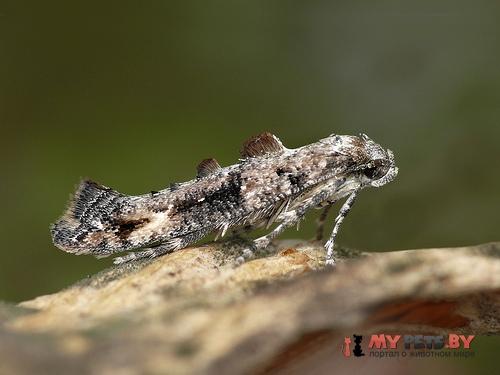Epermenia chaerophyllella