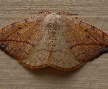 drepana arcuata
