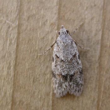 Symmoca signatella