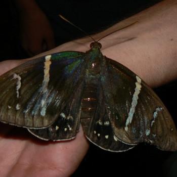 Eupalamides guyanensis