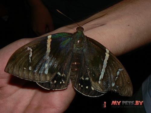 Eupalamides guyanensis