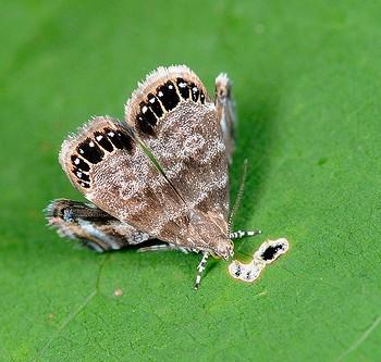 Brenthia formosensis
