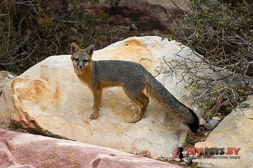 Gray fox