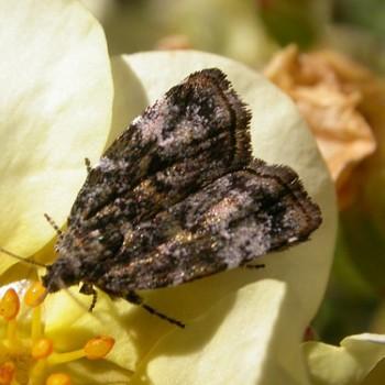 Choreutis diana