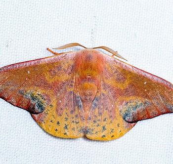 Oreta fuscopurpurea