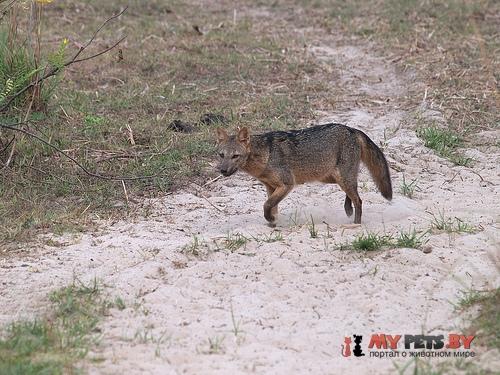 Crab-eating fox