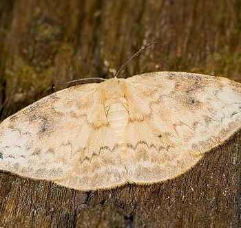 Strepsigonia diluta