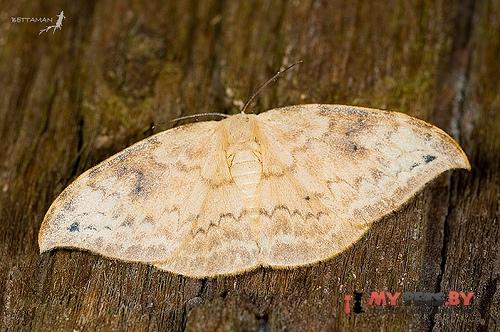 Strepsigonia diluta