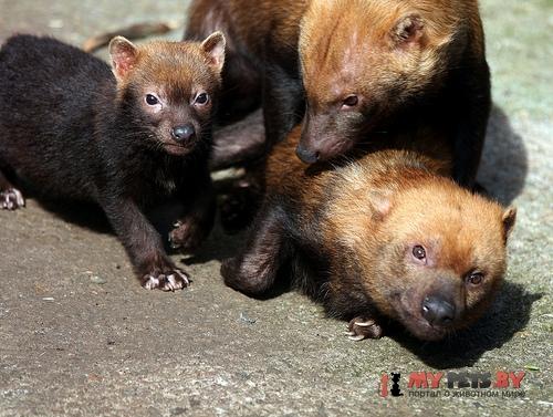 Bush dog