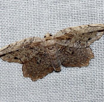 Euphalacra discipuncta