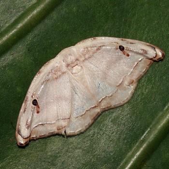 Callidrepana gelidata