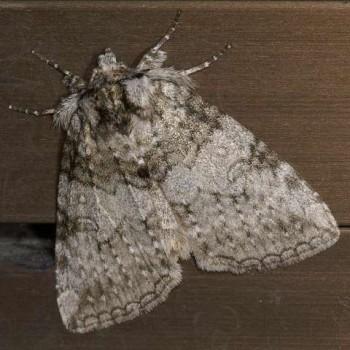 Parapsestis argenteopicta